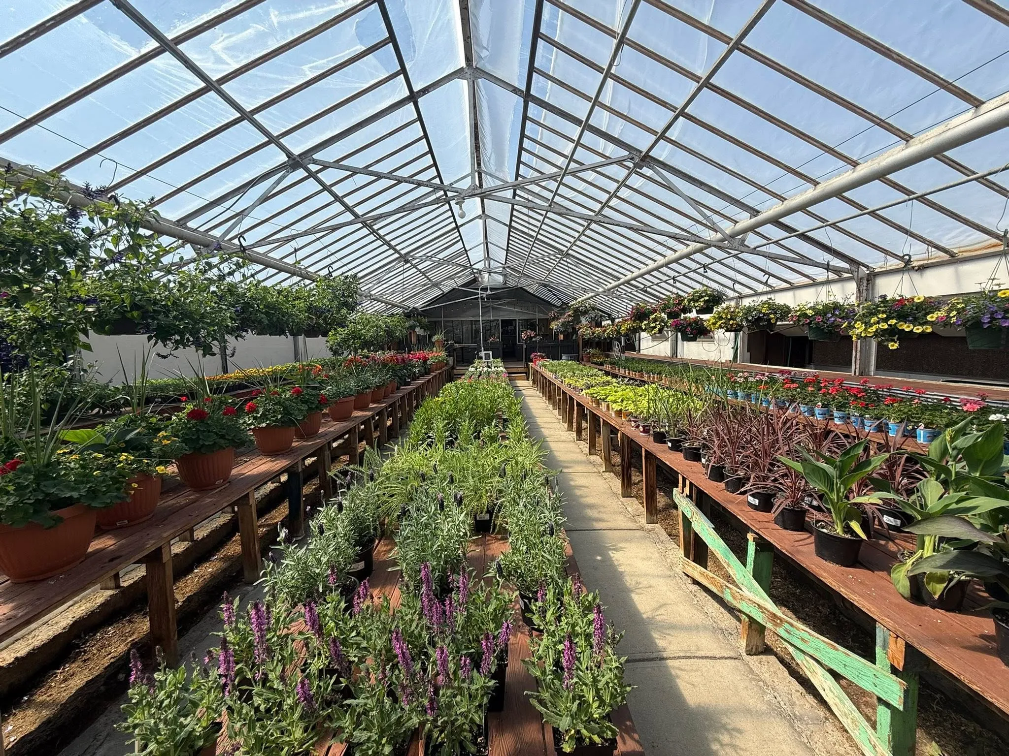 Rows of flowers and plants inside the Bloom & Vine greenhouse